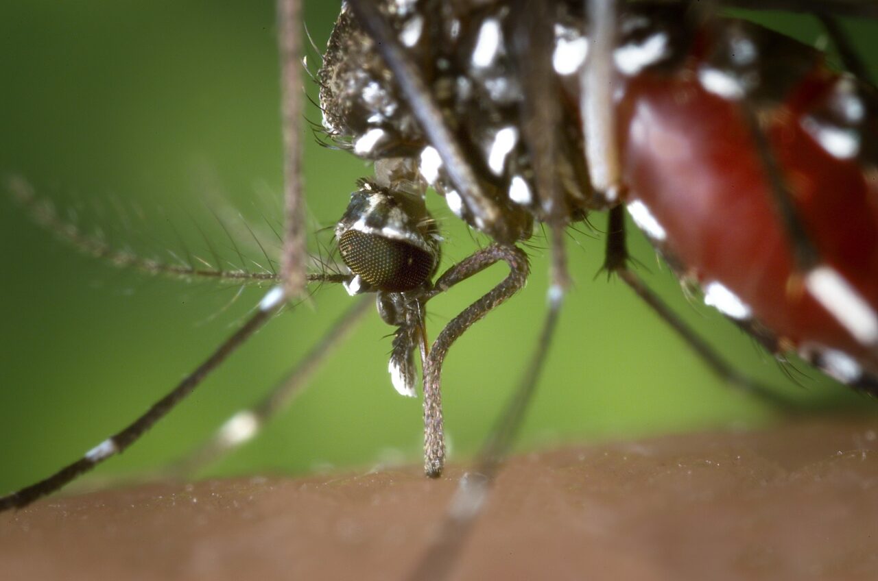 VIRUSUL West Nile, în România. Câte cazuri confirmate a anunțat Institutul Naţional de Sănătate Publică