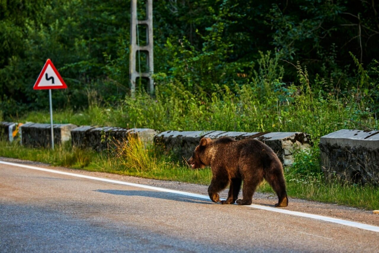 Ursul din Ploiești, care a terorizat orașul în ultimele zile, a fost capturat. Unde l-au prins autoritățile