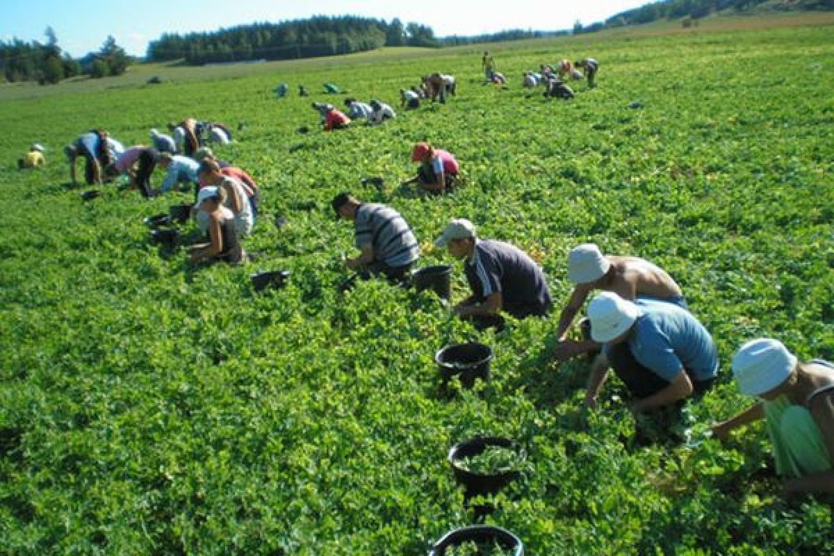 Românii plecați la muncă în străinătate își strigă disperarea. „Merită, oare, SACRIFICIUL?”