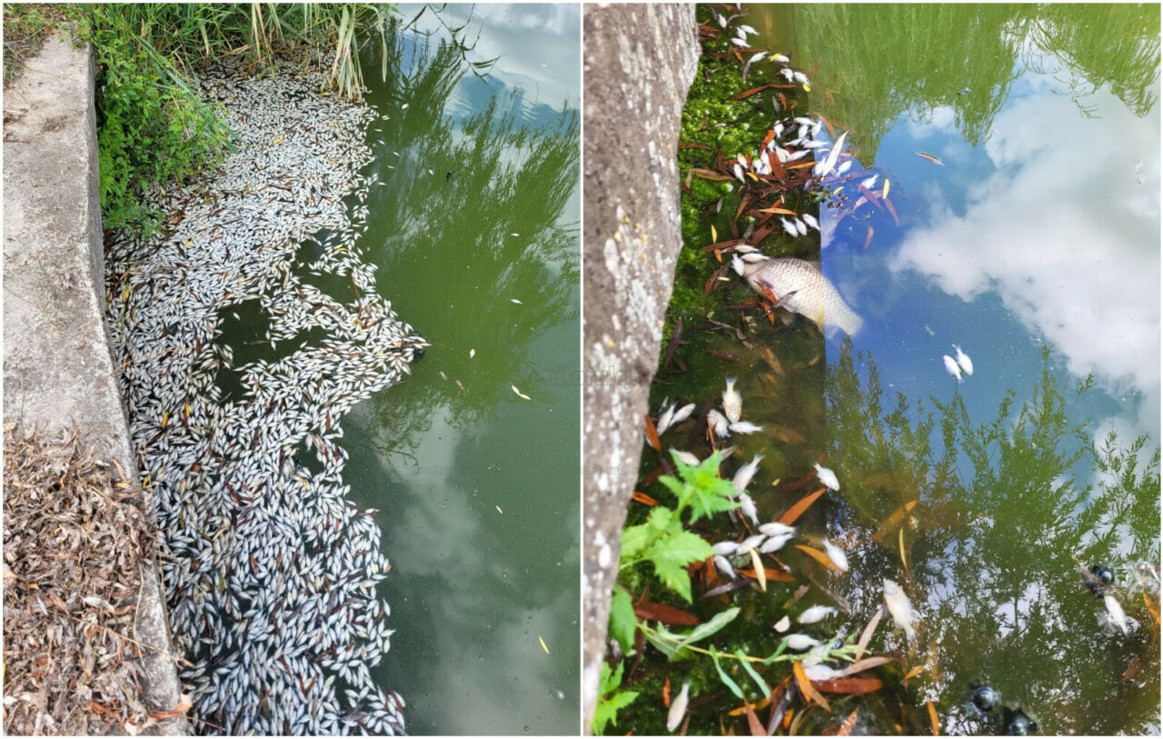 Mii de pești MORȚI descoperiți într-un lac din Cluj-Napoca: „Un loc frumos s-a transformat practic într-un cimitir de animale”