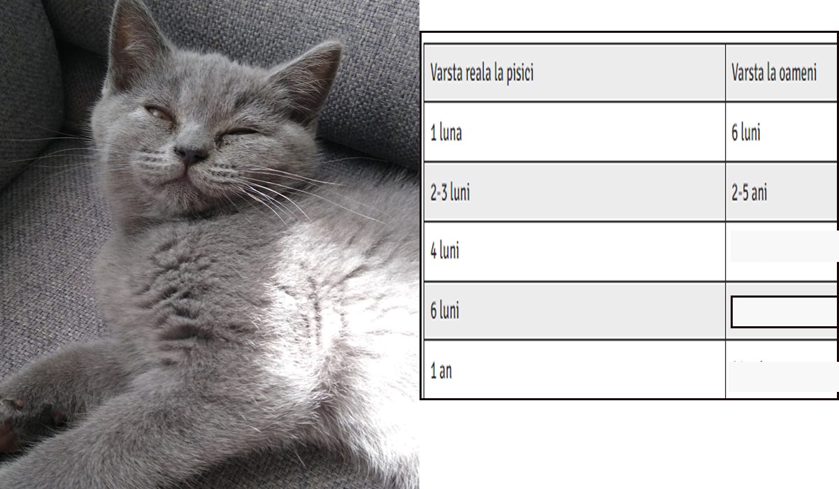 Cum calculezi ce vârstă are pisica ta, de fapt. Tabelul simplu care determină câți ani „umani” are