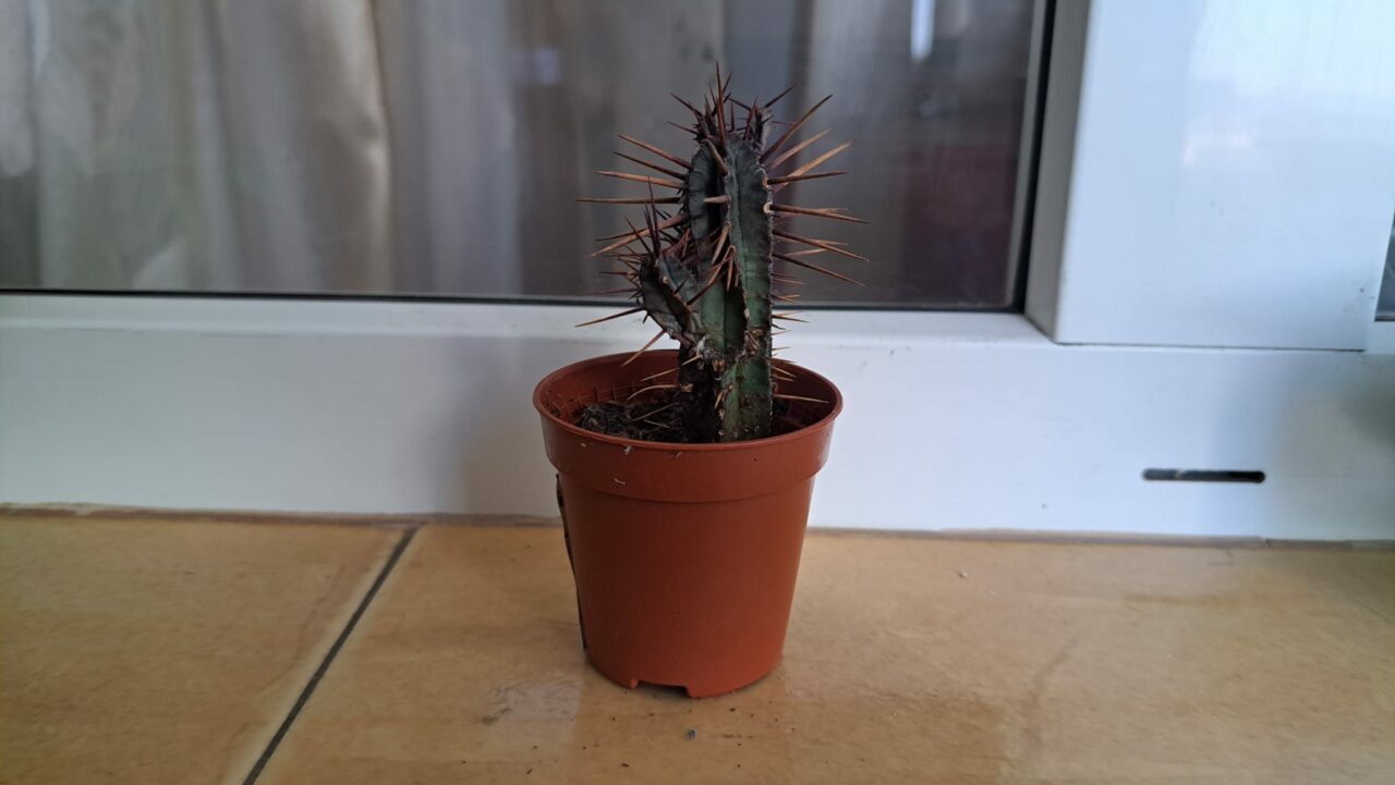 Plante care aduc ghinion și nu e bine să fie ținute în casă. Maeștrii FENG SHUI îți recomandă vegetația care aduce noroc și prosperitate în locuință