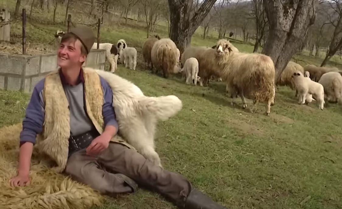 Ireal cu ce FRUCT „exotic” a ajuns un cioban român să-și hrănească oile chiar pe câmp. Imaginile au devenit virale pe internet