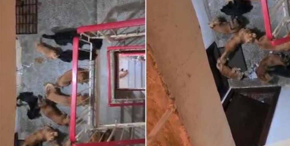 Locatarii unui bloc, TERORIZAȚI de o vecină care crește zece câini în garsonieră. Patrupedele sunt înfometate și neîngrijite