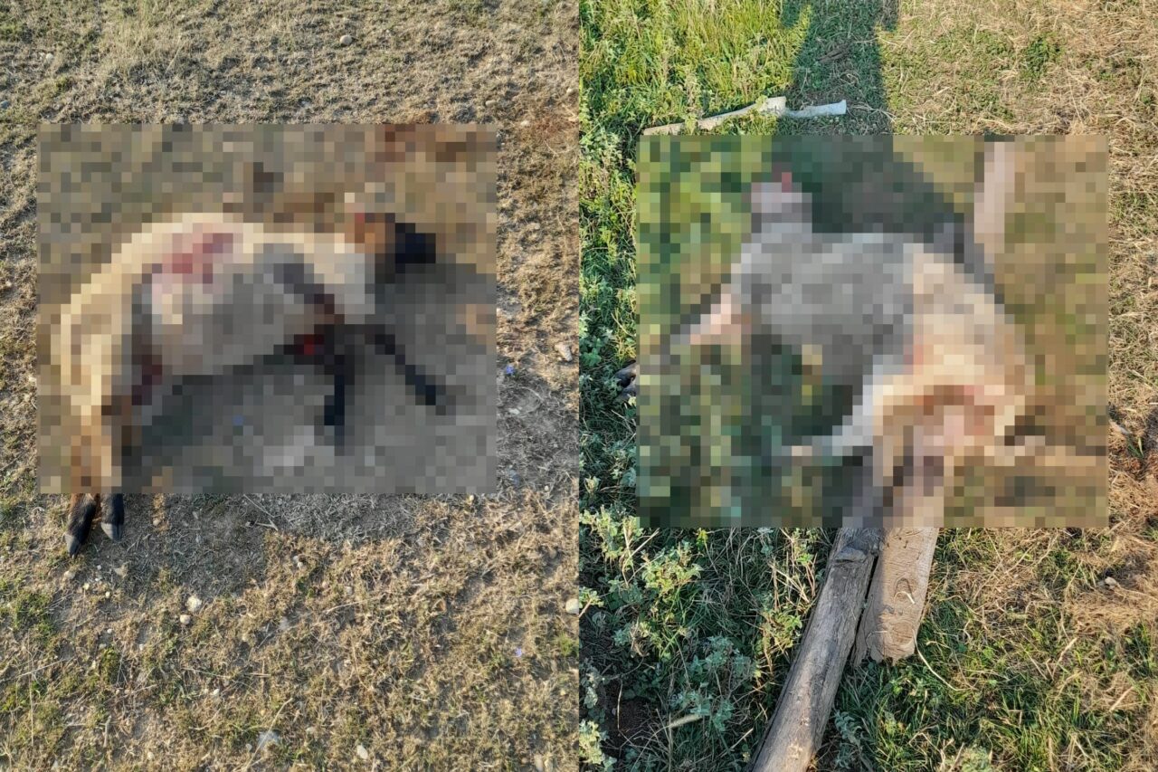 VIDEO | Un fermier din Scornicești este terorizat de o haită de maidanezi, care i-au ucis 30 de oi până acum. „Autoritățile nu ne ajută cu nimic”