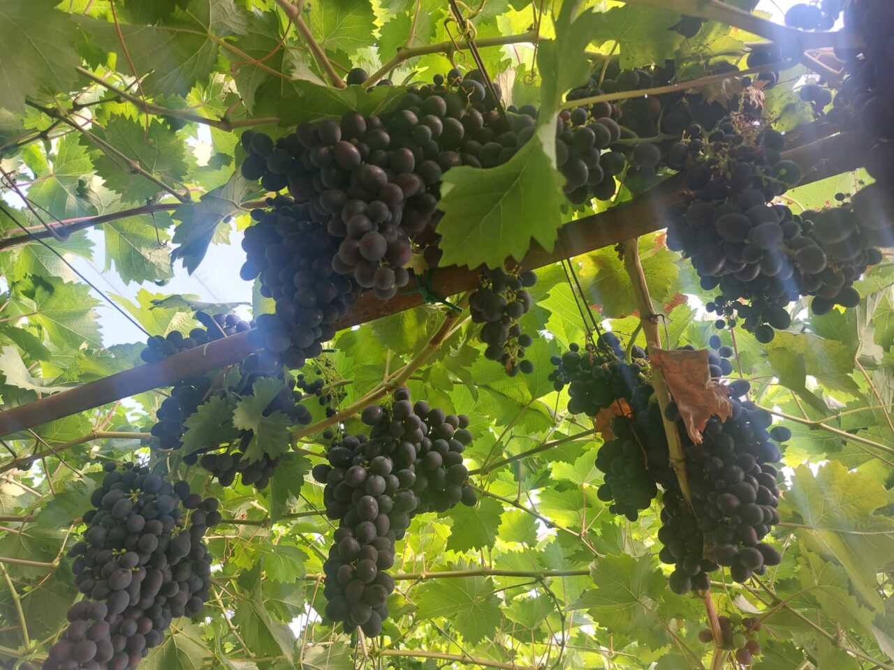 Căldura grăbește culesul strugurilor. 700 de zilieri au fost angajați în Cotnari