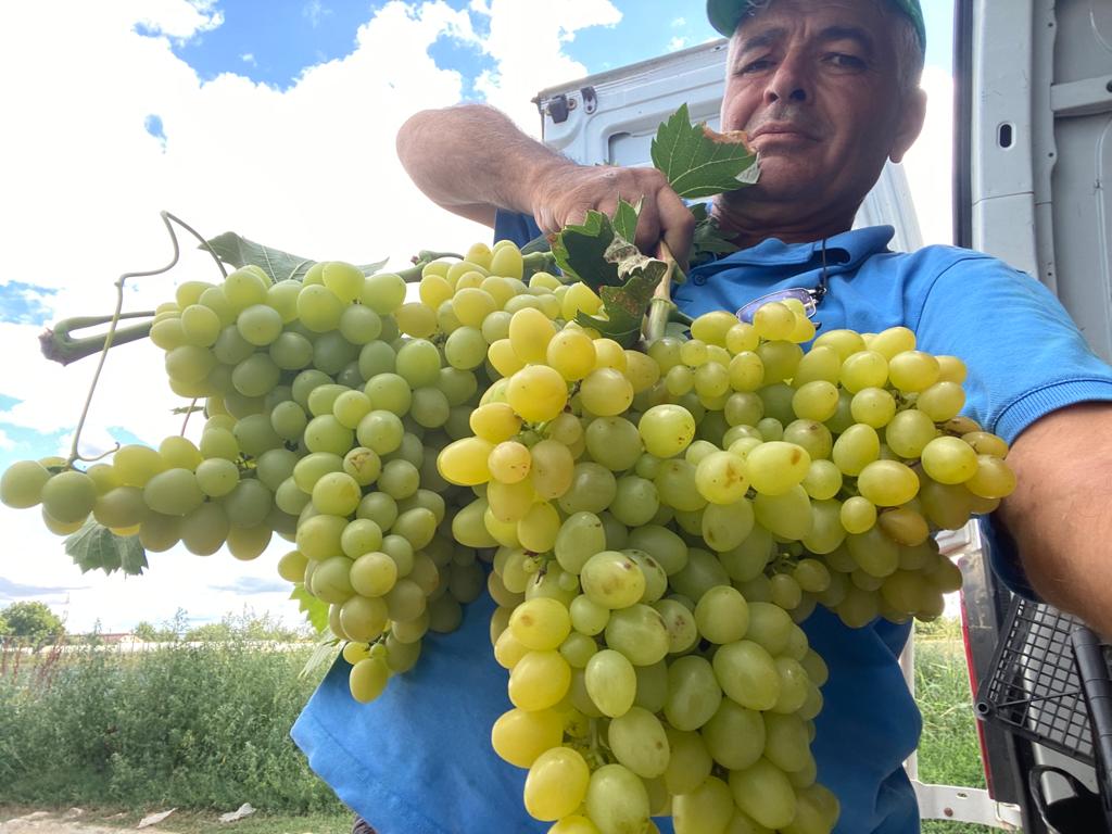 GALERIE FOTO. Un oltean a dat lovitura cu struguri cultivați în solar. Cu cât îi vinde în piața din Sibiu