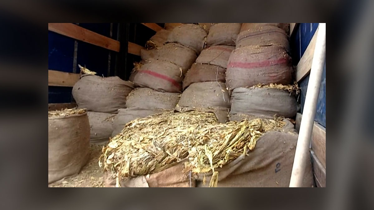 Zeci de fabrici și depozite clandestine de țigări cu tutun bulgăresc au fost călcate de polițiști și procurori. Cum procedau contrabandiștii