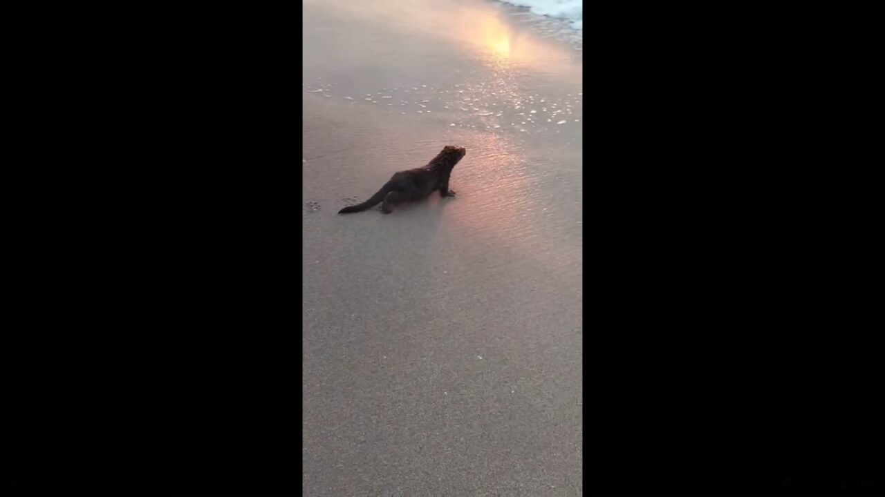 VIDEO | Apariție neobișnuită la Eforie Nord. „În mod normal, nu este un animal prea prietenos cu omul”