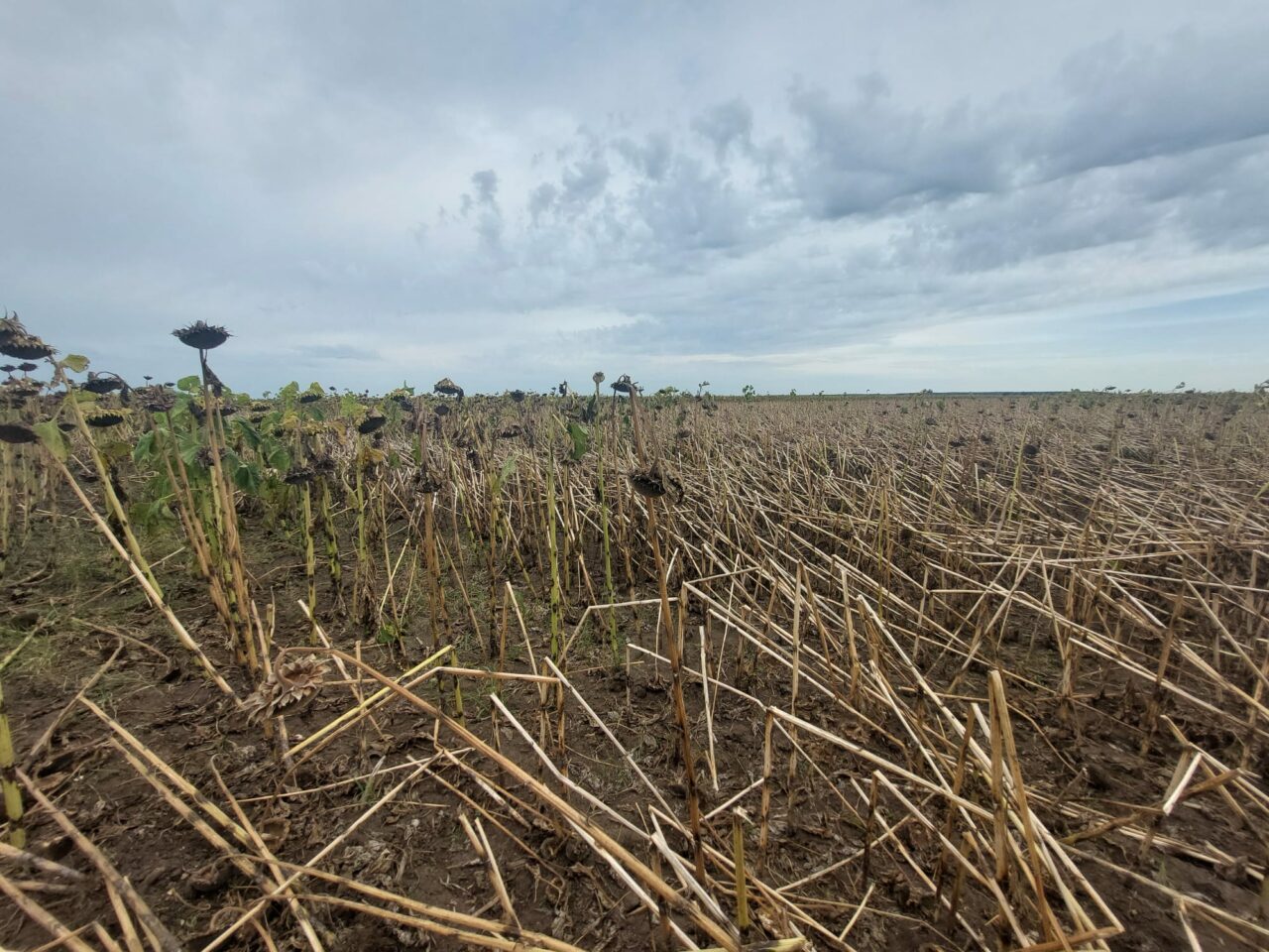 ALERTĂ! Furtunile din Dobrogea dau peste cap sistemul energetic național. Atomocentrala Cernavodă s-a deconenctat. Eolienele vor fi oprite