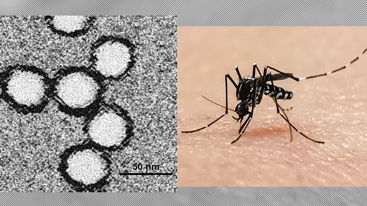 Al doilea caz de infecție West Nile în Dolj, o femeie a decedat. Atenție la țânțari! Ce măsuri de prevenție recomandă medicii