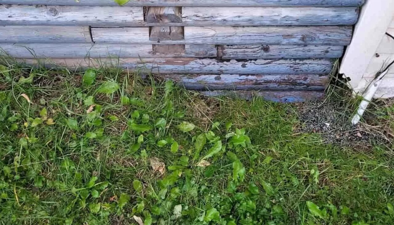 ILUZIE OPTICĂ virală | Doar geniile pot găsi salamandra în această imagine. Tu poți?