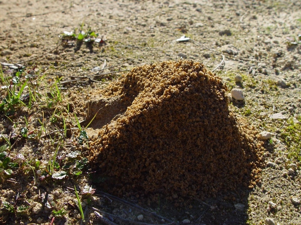 INSECTA care a speriat toată Europa. E printre cele mai distructive specii cunoscute