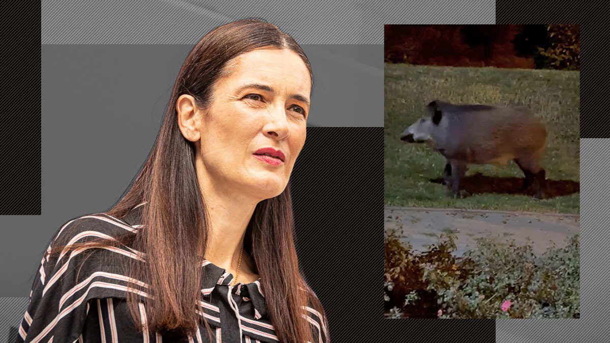 EXCLUSIV | După ”criza gunoaielor”, în sectorul administrat de Clotilde Armand a apărut și ”criza mistreților”, chiar lângă Ambasada SUA!