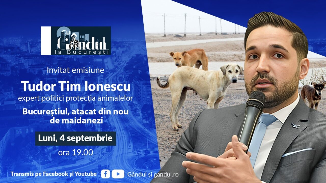 Bucureștiul, atacat din nou de maidanezi