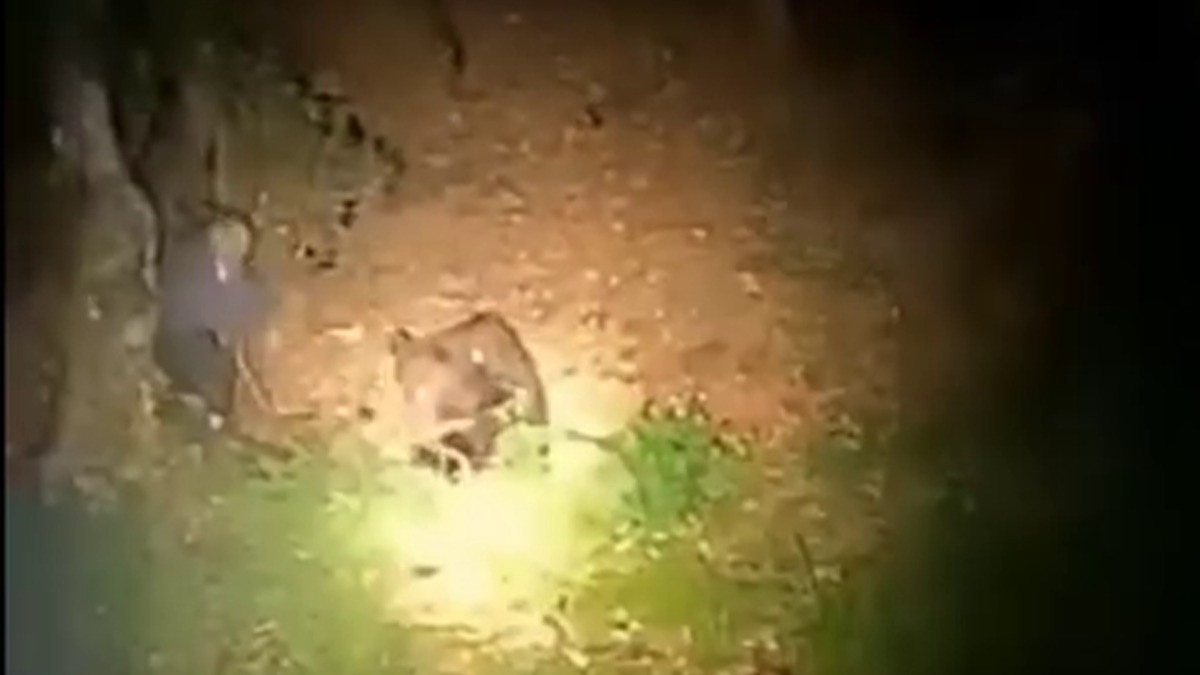 VIDEO | Un bărbat a fost filmat în timp ce lovea cu un par un urs în pădure. Animalul s-a năpustit asupra lui