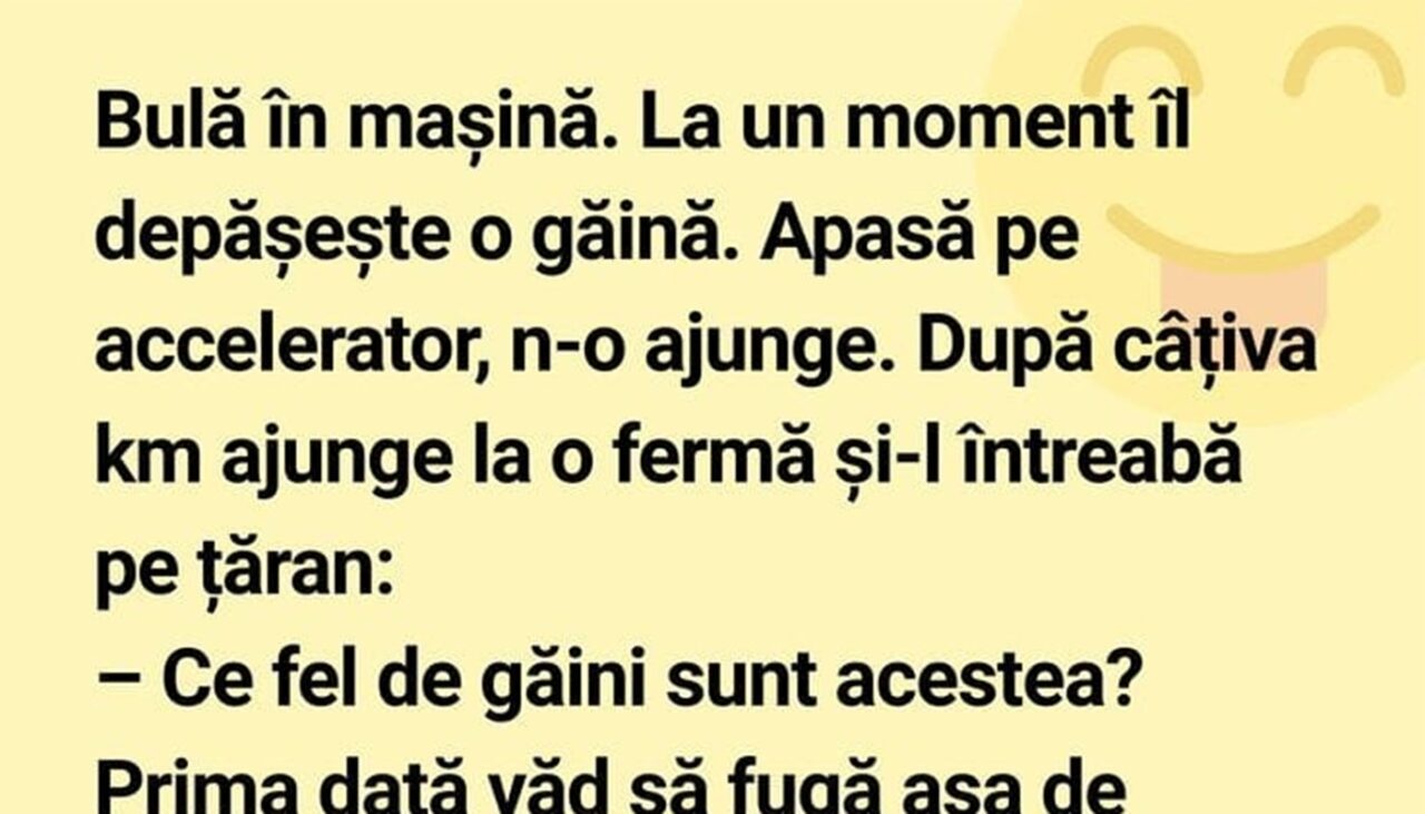 BANC | Bulă se plimbă cu mașina