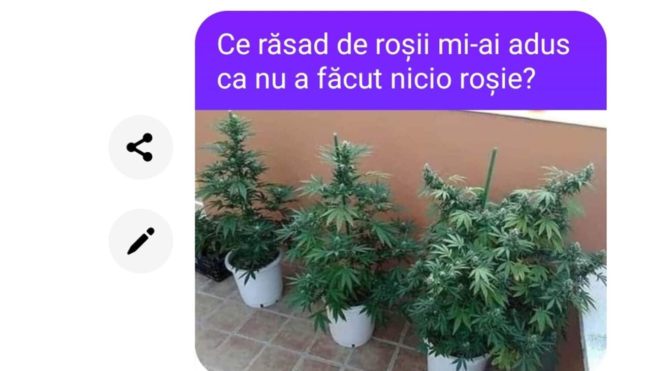 Bancul de vineri | „Ce răsad de roșii mi-ai adus?