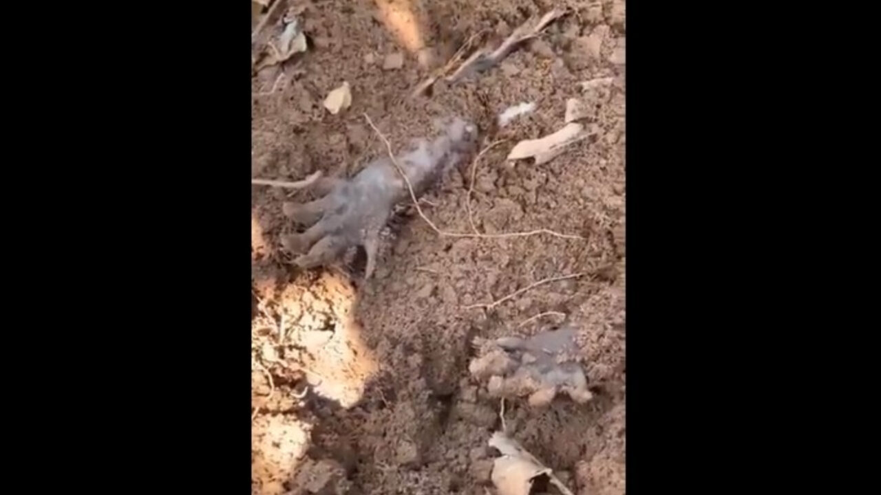 VIDEO | A dat peste aceste gheare care ieșeau din pământ. A tras de una și a încremenit!