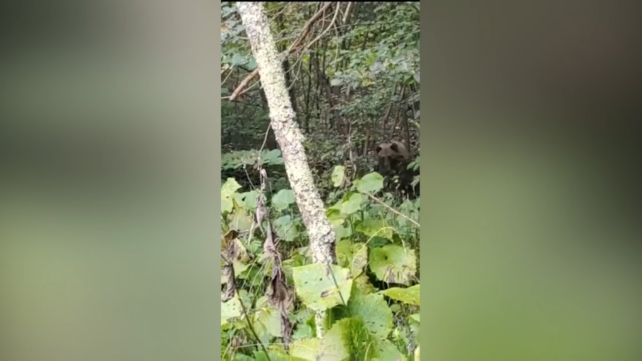 Urs prins într-un gard în localitatea Racovița din Vâlcea. ISU a dat mesaj RO-ALERT
