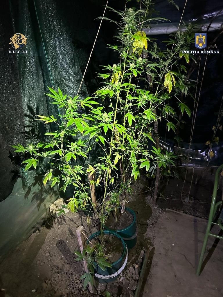 Mega-cultură de canabis depistată de o anchetă DIICOT. Doi clujeni o creșteau pe câmp, acasă deținând cantități uriașe de plante