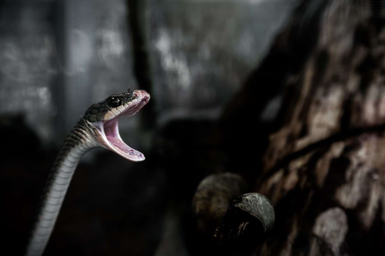 Atenție la șerpi! Doi bărbați au ajuns la spital după ce au fost mușcați de reptile