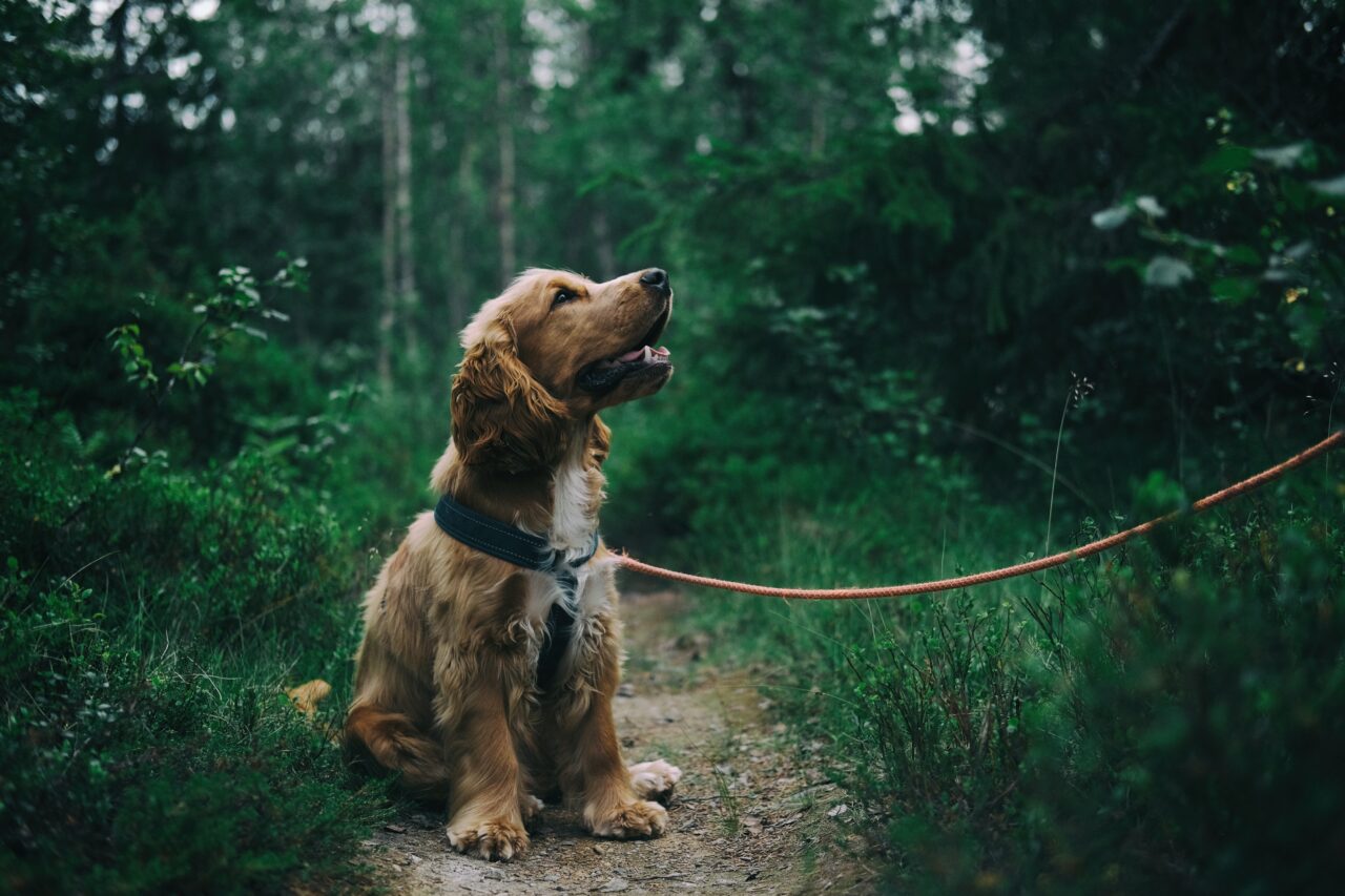 INCREDIBIL! Fostul iubit plătise un asasin să o ucidă, însă femeia a fost salvată în ultimul moment de câinele ei!