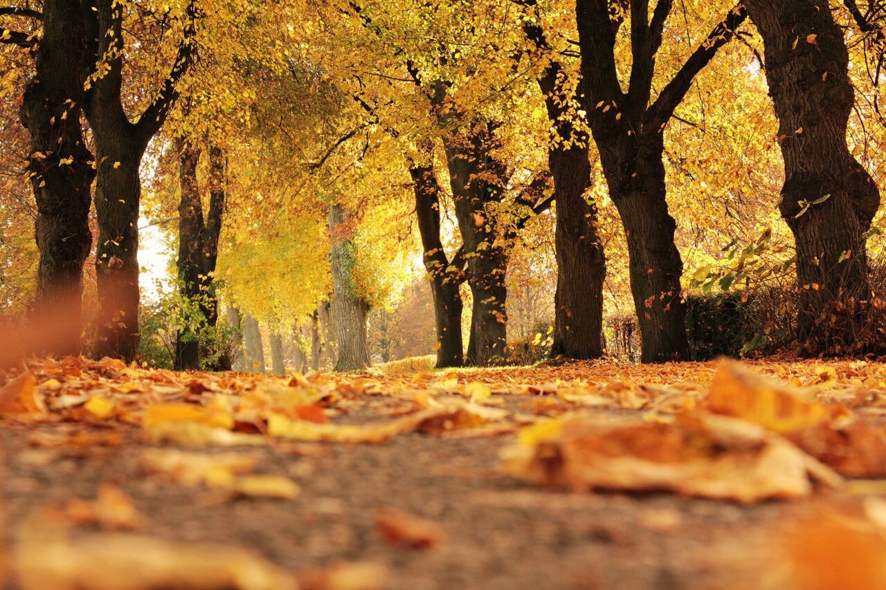 Prognoza meteo actualizată. Cum va fi vremea până la jumătatea lunii octombrie