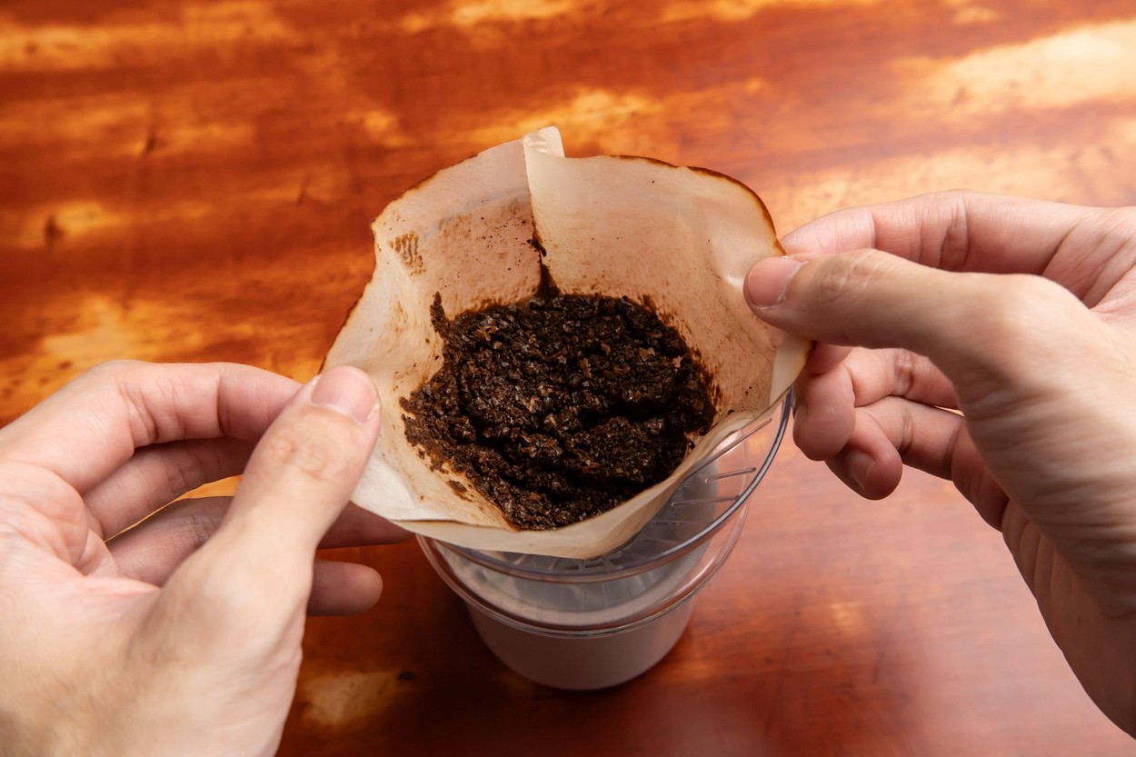 Cercetătorii au transportat tone de zaț de CAFEA într-o pădure. Ce s-a întâmplat… este uluitor!