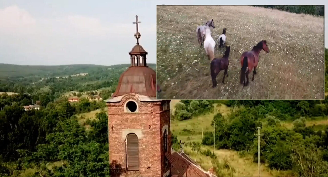 Colțul uitat de RAI din România. A devenit „cămin” inclusiv pentru o herghelie de cai sălbatici și o cireadă unică de vaci