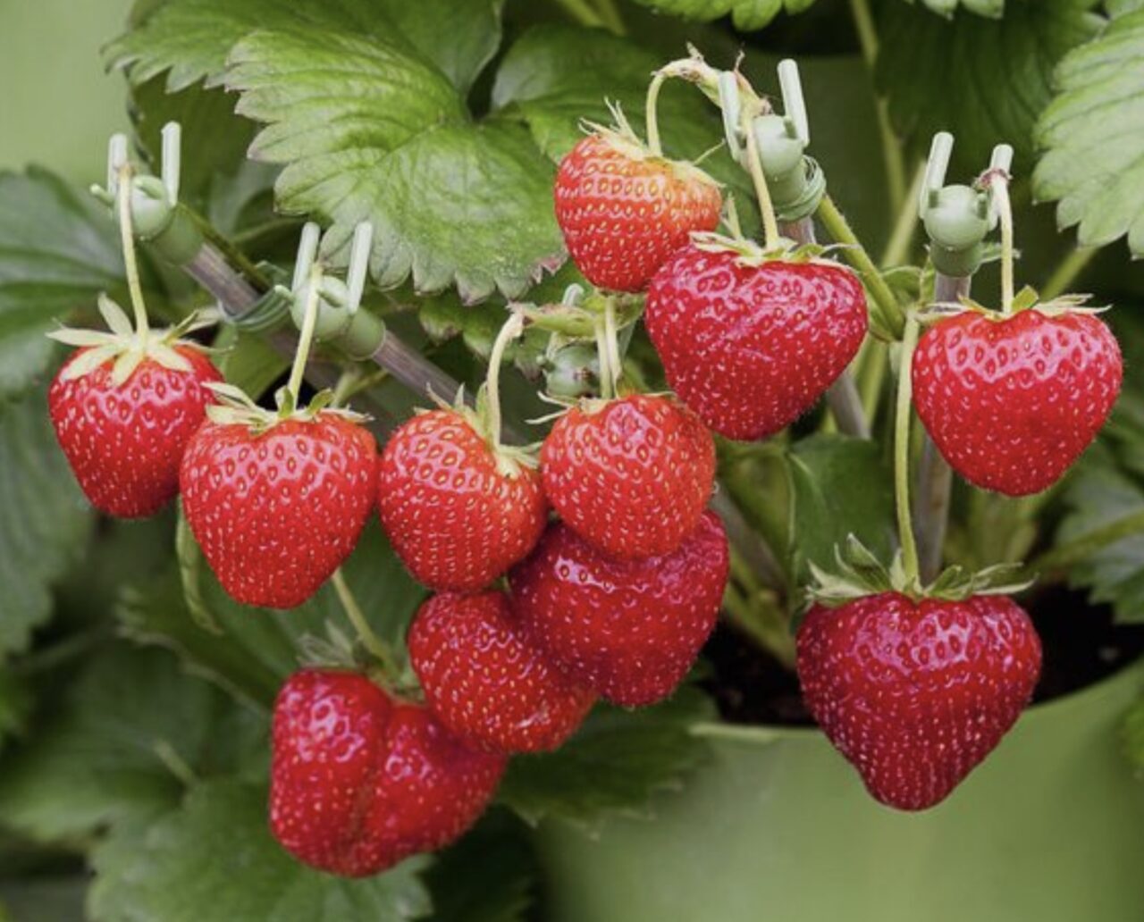 INCREDIBIL cu cât se vând căpșunile de toamnă / Cum a revoluționat modul în care se cultivă aceste fructe o fostă studentă la Agronomie