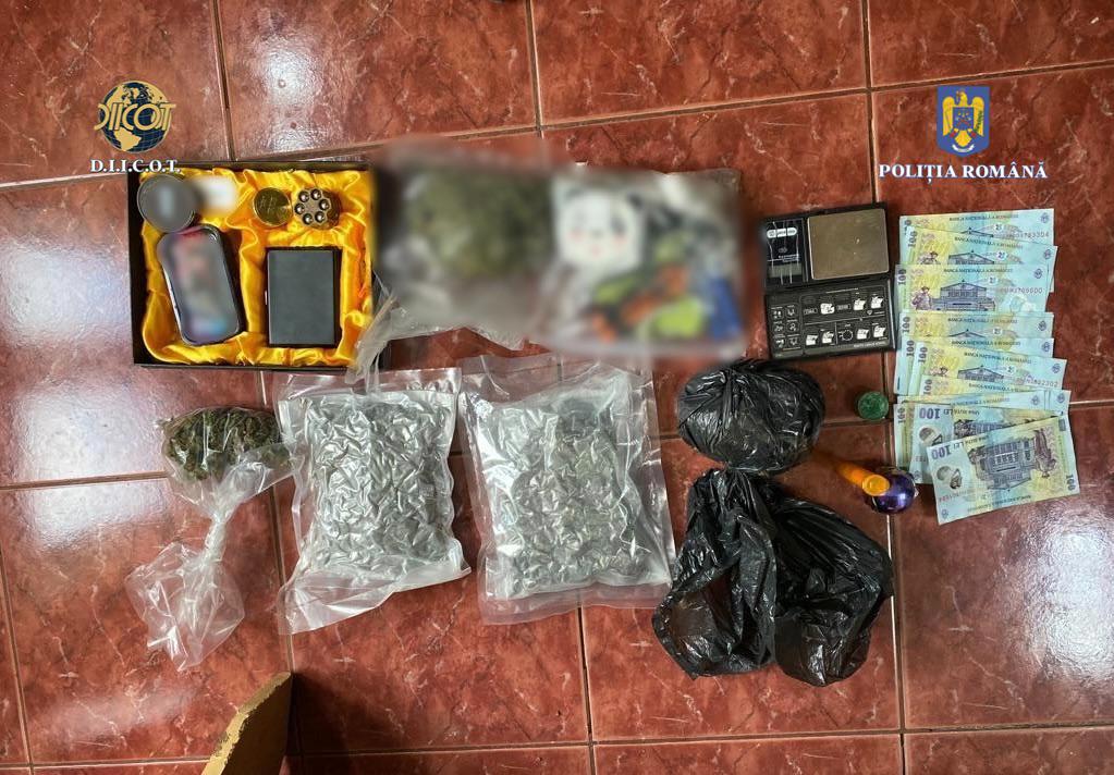 VIDEO | Anchetatorii DIICOT au descoperit o cultură impresionantă de cannabis „camuflată” în apropierea Termocentralei Rovinari