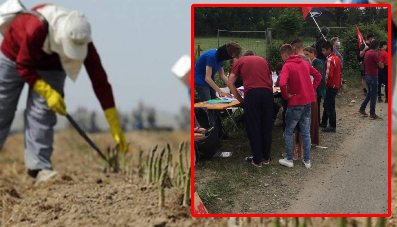 Ce au pățit acești români, după ce s-au dus în Germania la cules de sparanghel. Au crezut că dau lovitura, dar nu a fost deloc așa!
