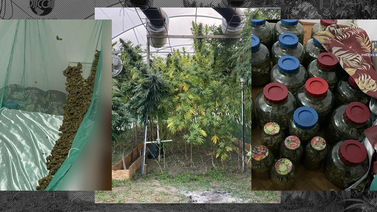 VIDEO | Comoara” ilegală de lângă cimitir. Droguri de risc, cultivate într-o seră din Dâmbovița.  Captură de cannabis, ecstasy, hașiș și „speed”