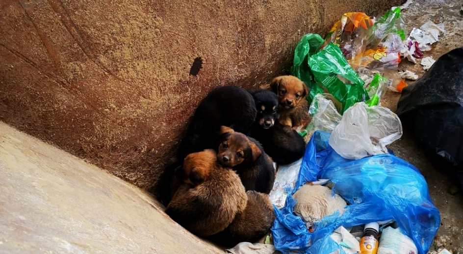 Un bărbat necăjit, cu venituri modeste, a salvat opt cățeluși aruncați la gunoi