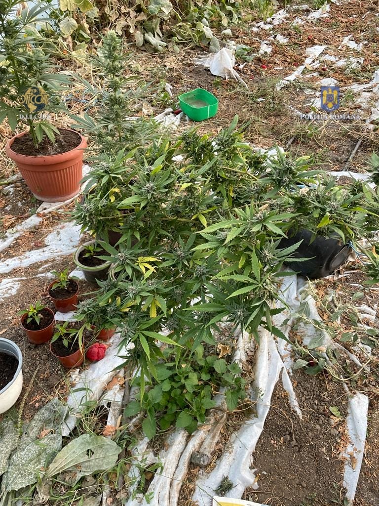 FOTO-VIDEO. Grădină de cannabis, descoperită de procurorii DIICOT, într-o comună din județul Olt / Un tânăr de 27 de ani a fost reținut