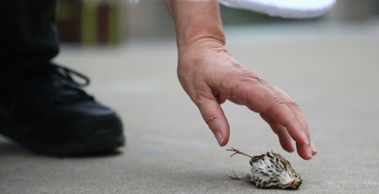 Cel puțin 1.000 de păsări au MURIT, într-o singură zi, după ce s-au ciocnit de o clădire din Chicago în timp ce migrau spre țările calde