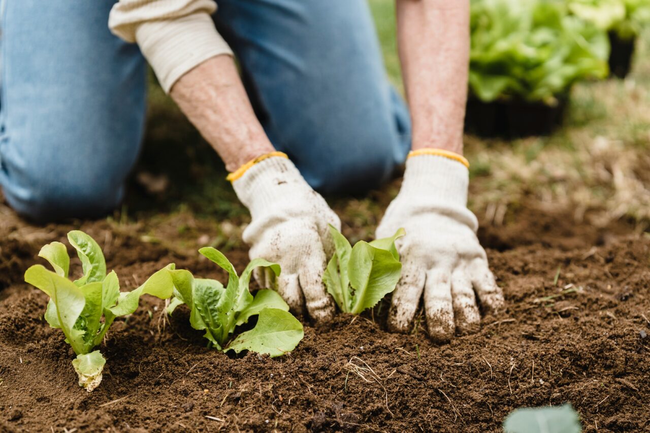 Planta rezistentă la frig și bogată în vitamina C. Se plantează până la finalul lunii octombrie