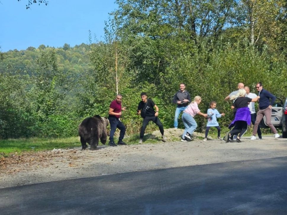 „Ședință foto” horror pe Transfăgărășan. Mai mulți turiști, inclusiv copii, au fost la un pas să fie sfâșiați de un urs