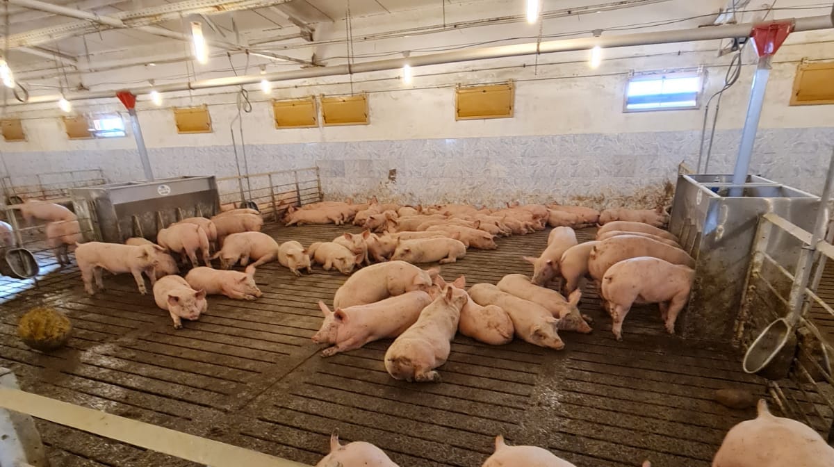 Țara care vinde cea mai bună carne de porc. Atenție, NU este România!