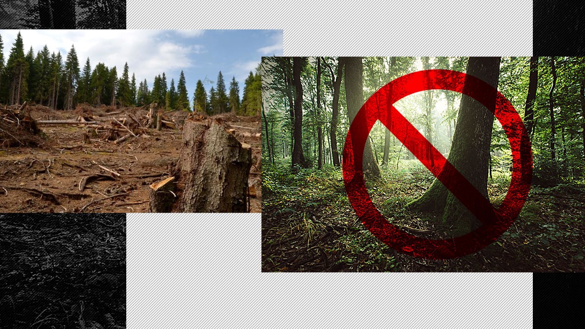 România obligată de CEDO să despăgubească proprietarii de păduri protejate. Nota de plată Natura 2000, neachitată zece ani