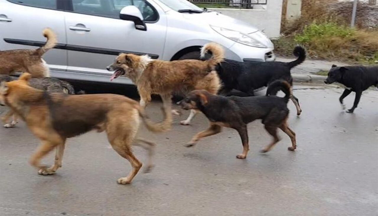 Orașul mare din România „invadat” de câini: „Mai nou sar și la mașini”