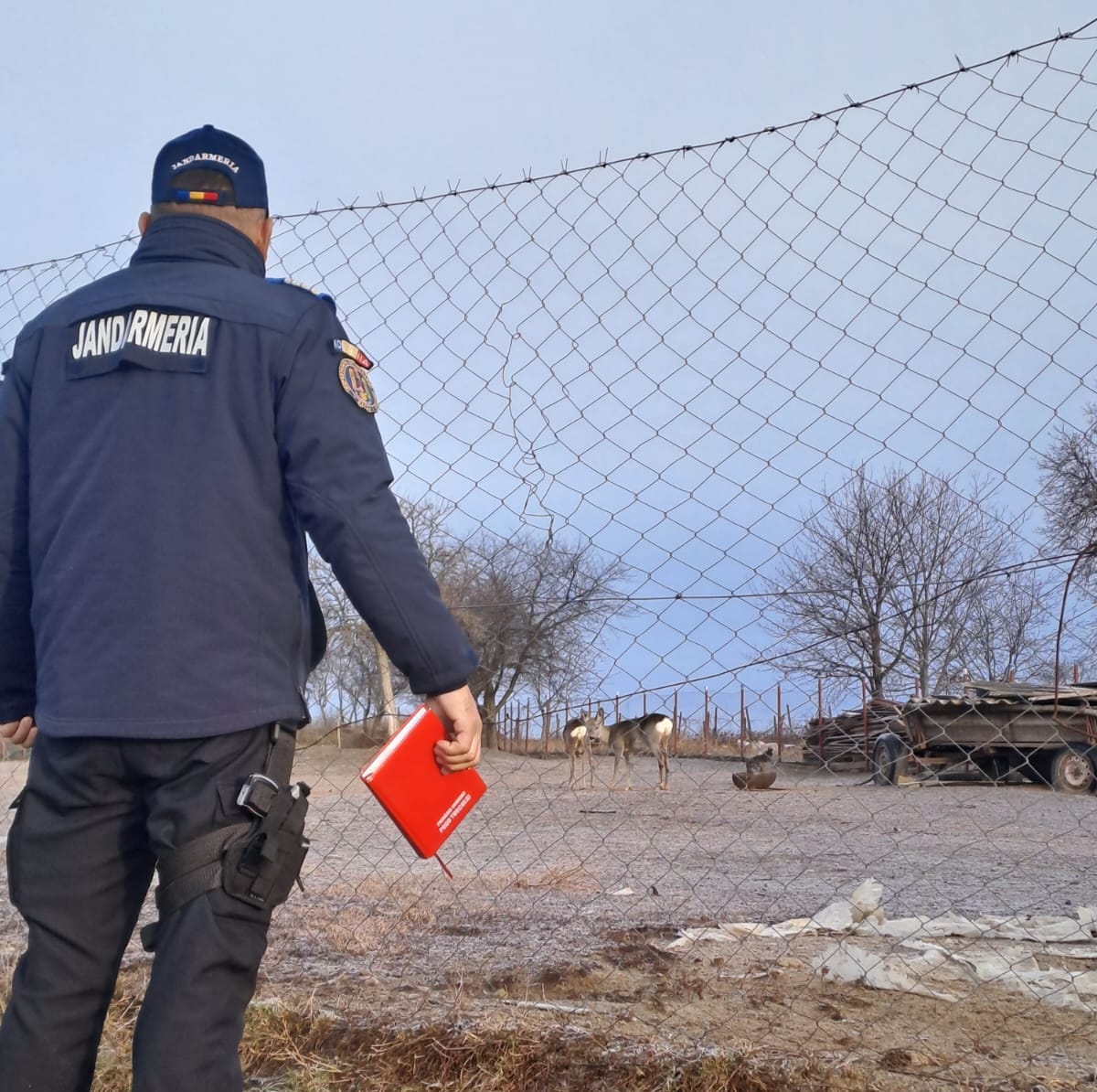FOTO-VIDEO. Descoperire șocantă în curtea unui bărbat din Bacău. „Vor ajunge la o Grădină Zoologică”