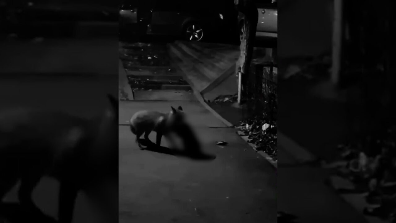 VIDEO | Imagini în premieră! Mister elucidat! Vulpoiul ucigaș de pisici din Craiova a fost prins asupra faptului