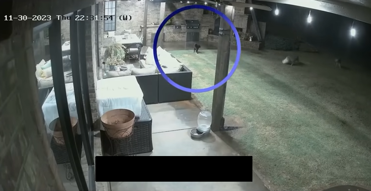 VIDEO | Momentul când o pisică salvează un câine de dimensiuni mici, atacat de doi coioți