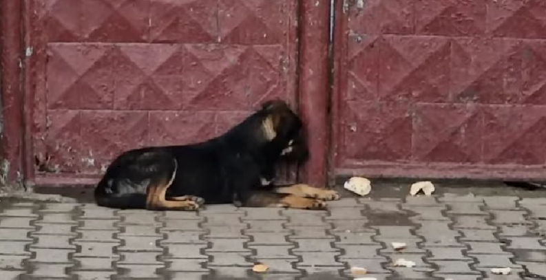 Amendă de 15.000 de lei pentru că și-a abandonat câinele în frig ore întregi