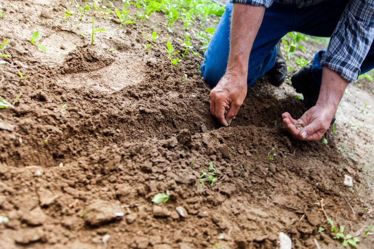 Ce legume se plantează în luna ianuarie în România