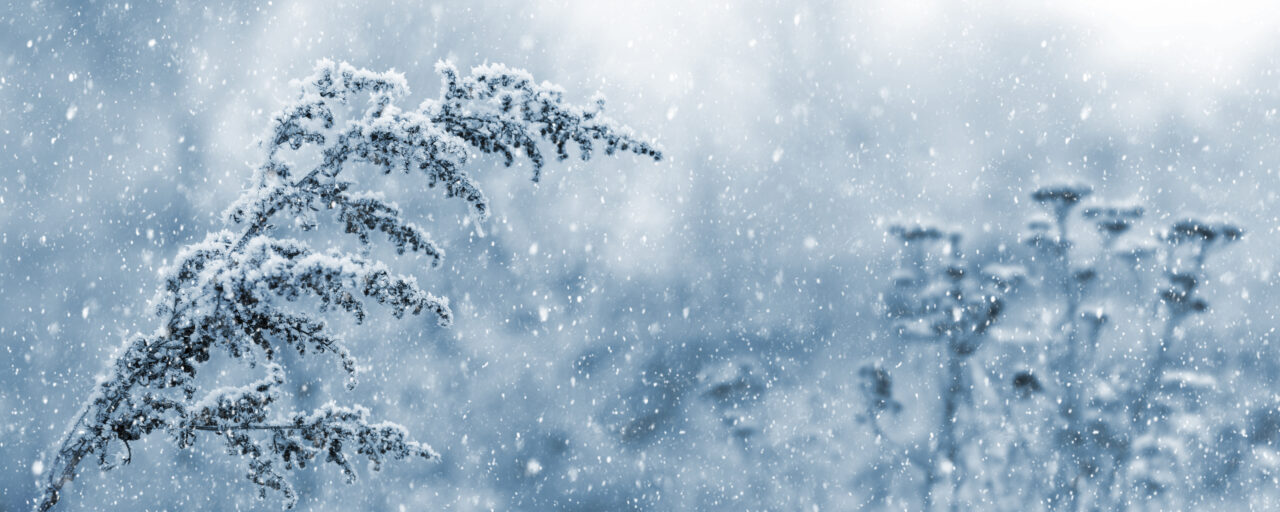 Nou val de ninsori în România. Prognoza meteo până la începutul lunii februarie