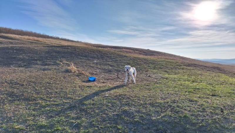 Se întâmplă în România! O femeie a încercat să salveze un câine ținut în lanț fără apă și mâncare, însă e acuzată că a apelat 112 fără motiv
