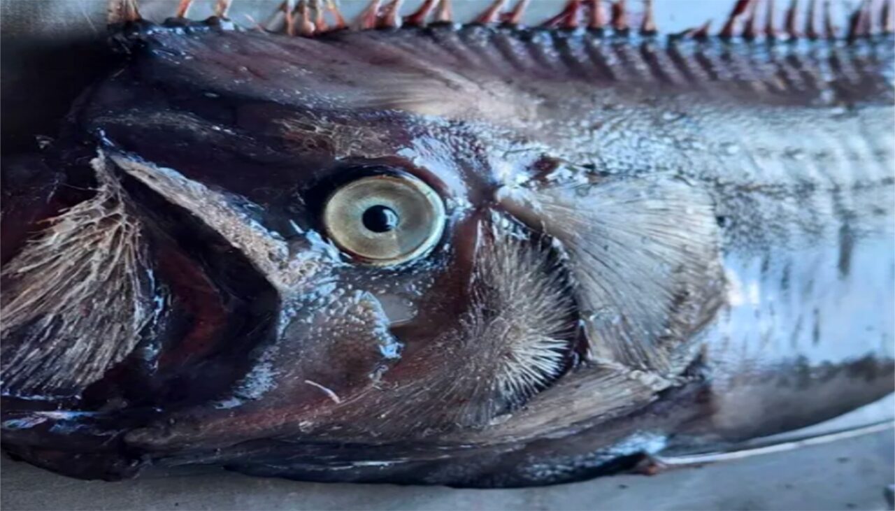 DESCOPERIRE sinistră în adâncul Oceanului Indian. E supranumit „peștele Apocalipsei”!